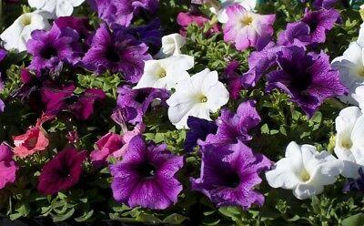 พิทูเนียดอกใหญ่ (Giant Petunia - Smolka Superbissima) คละ / 20 เม็ด (Poland)