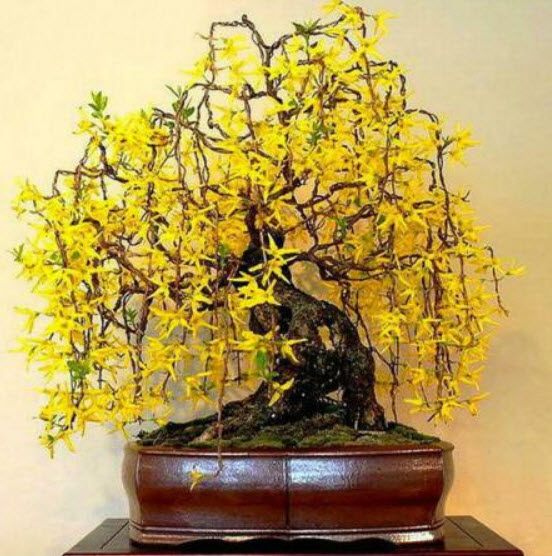 เหลี่ยงเคี้ยว (Weeping Forsythia) บอนไซ / 25 เม็ด (France)