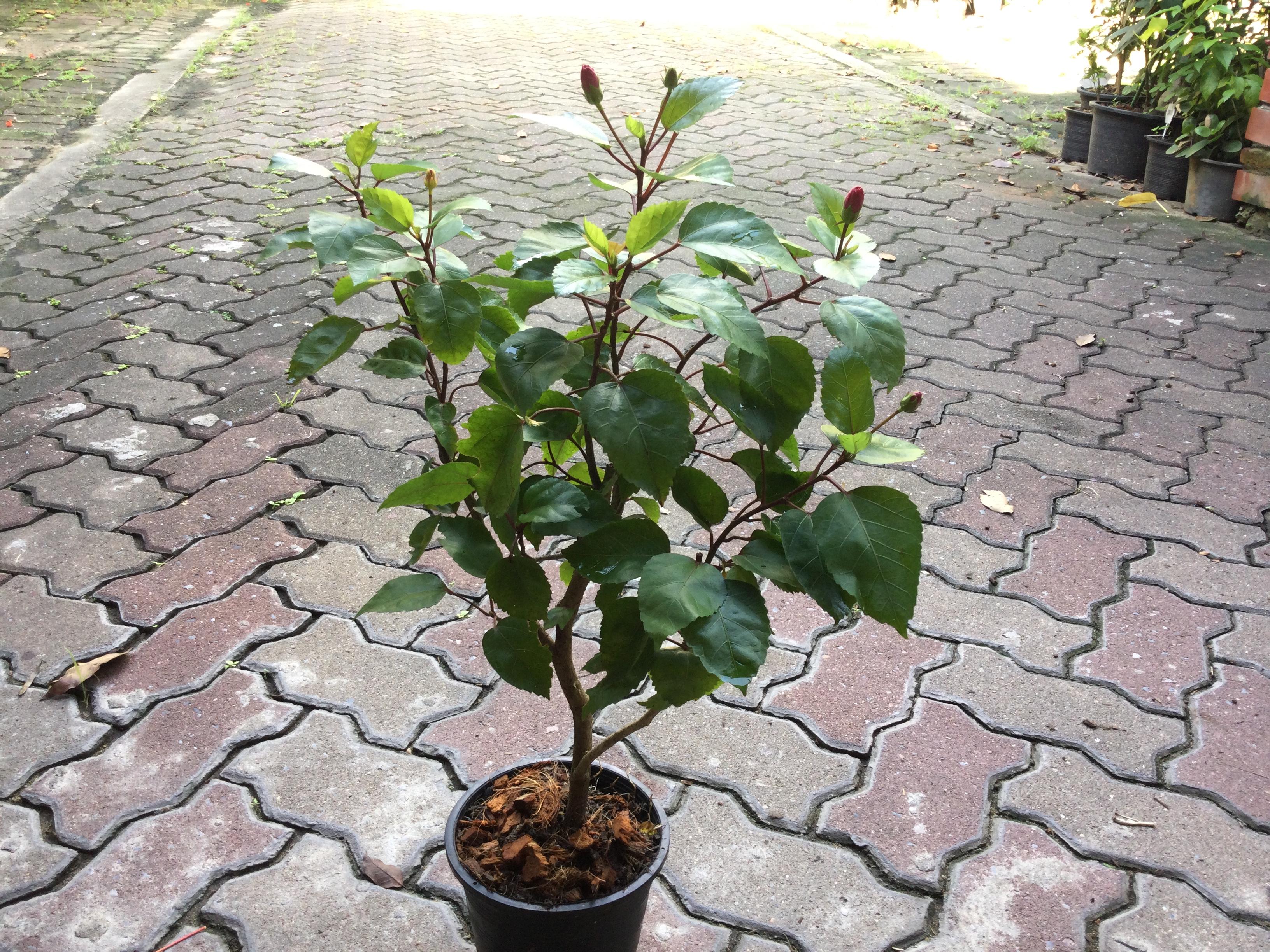 ต้นลูกผสม พู่ระหง+ชบา ชมพูซ้อน กระถาง 10 นิ้ว สูง 60-80 ซ.ม.