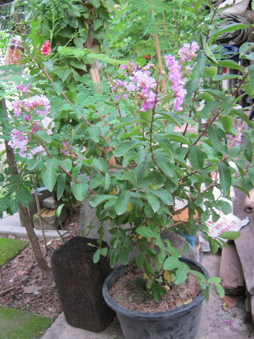 ต้นยี่เข่ง สีม่วงอ่อน (กระถาง)