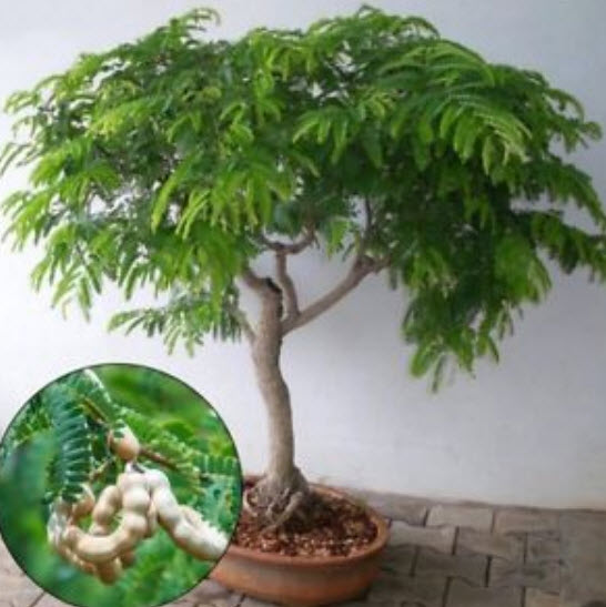 มะขาม บอนไซ (Tamarind bonsai) / 10 เม็ด