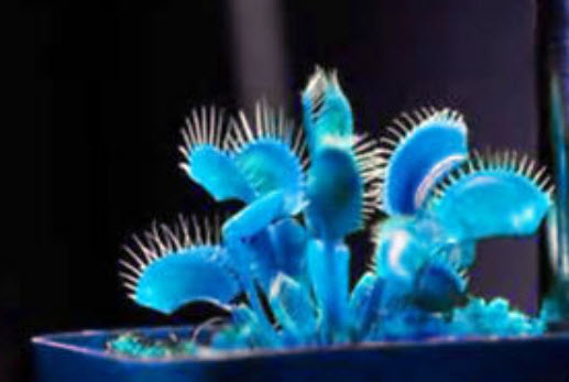กาบหอยแครงยักษ์ (Giant Blue Flytrap) สีฟ้า / 100 เม็ด (นอก)