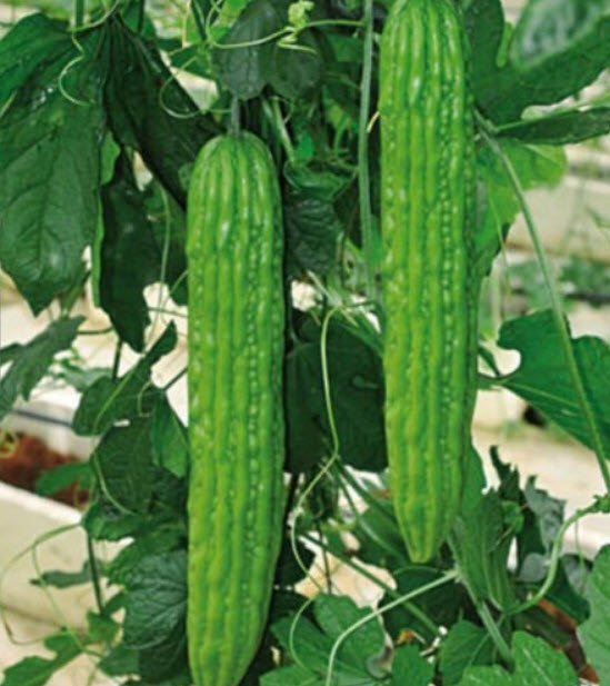 มะระเขียว (Green Balsam Pear) / 5 เม็ด (China)
