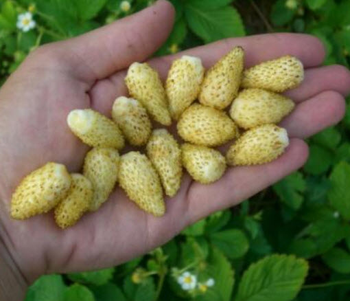 สตรอเบอรี่ สโนไวท์ (Strawberry - Snow White) / 70 เม็ด (Ukraine)