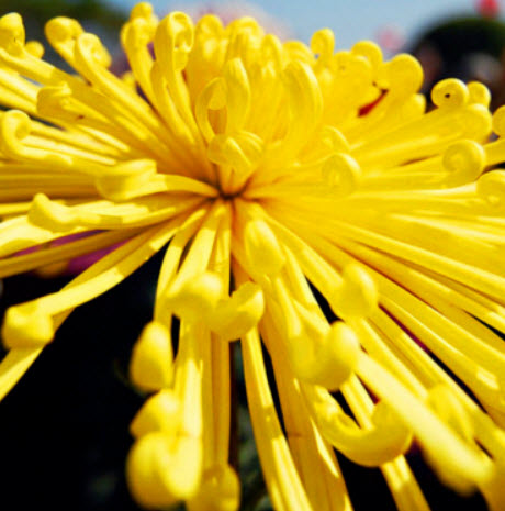 เบญจมาศ ไฟร์เวอร์ค (Chrysanthemum Fireworks) สีเหลือง / 50 เม็ด