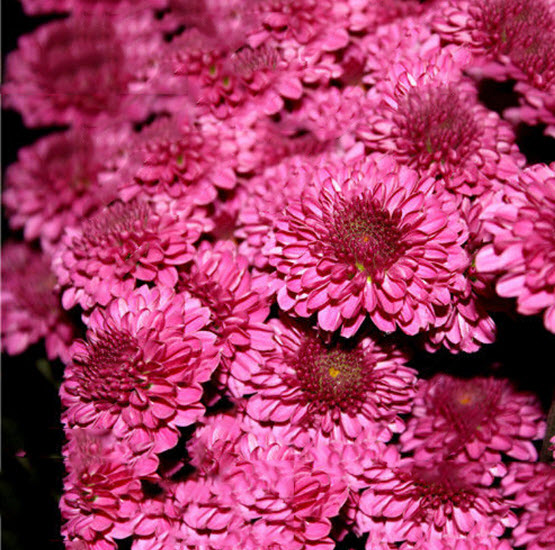 เบญจมาศ คลุมดิน (Ground-cover Chrysanthemum) สีแดงกุหลาบ / 100 เม็ด