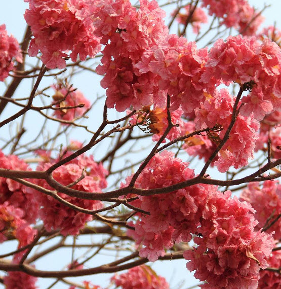 ชมพูพันธ์ทิพย์ (Pink Trumpet Tree) / 100 เม็ด