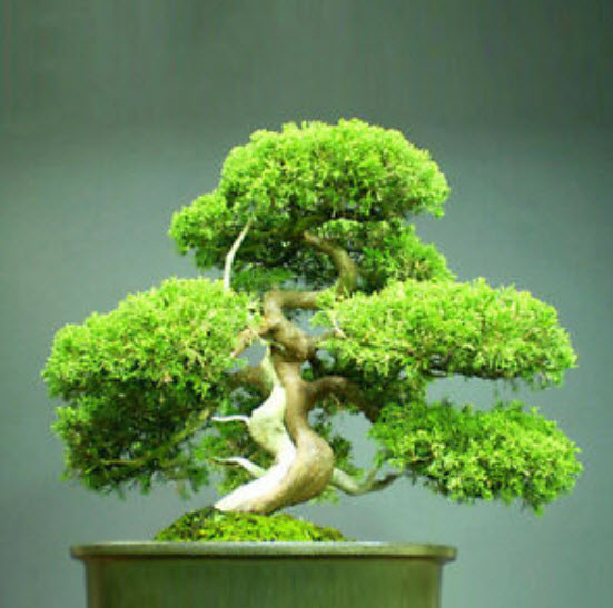 สนขาวญี่ปุ่น (Japanese White Pine) / 20 เม็ด