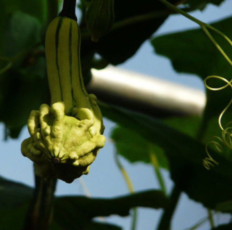 ฟักทอง (Pumpkin) / ซอง 6 เม็ด (B103)