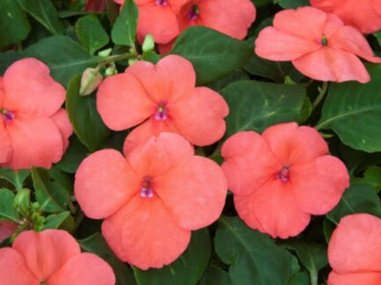 เทียนฝรั่ง (Busy Lizzy Uollera) คละ / 300 เม็ด (Ukraine)