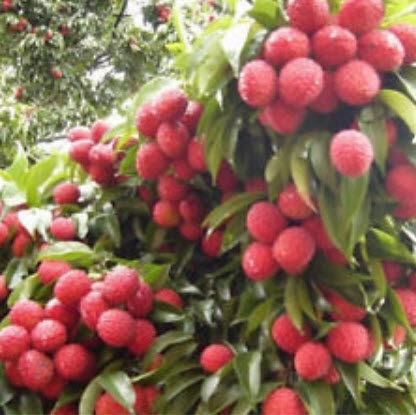 Genuine Thai Lychee (LIN-CHEE) / 10 pcs