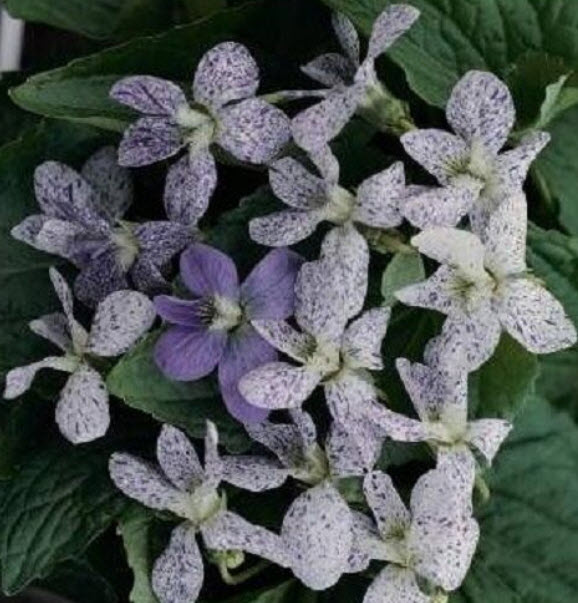 ไวโอลากระ (Viola Sororia Freckles) / 10 เม็ด (USA)