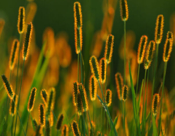 หญ้าหางหมาจิ้งจอก (Foxtail grass) เหลือง / 600 เม็ด (UK)
