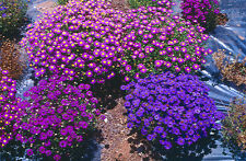 เดซี่ สวอน ริเวอร์ (Swan River Daisy) คละ / 10,000 เม็ด (UK)