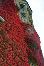 ไอวี่ (Ivy) คละ / 50 เม็ด (China)