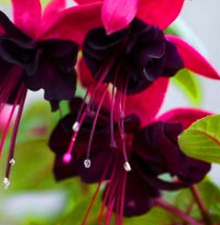 บีโกเนีย ฟิวเซีย (Begonia Fuchsia) / 25 เม็ด