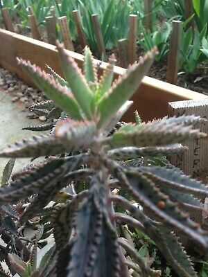 Kalanchoe Tubiflora / 5 เม็ด (Malta)