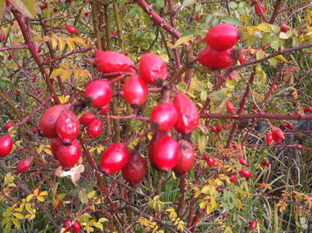 ด็อกโรส (Dog Brier Rose) สีชมพู / 10 เม็ด (USA)