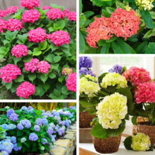 ไฮเดรนเยีย (Hydrangea) คละ 20 สี / 50 เม็ด