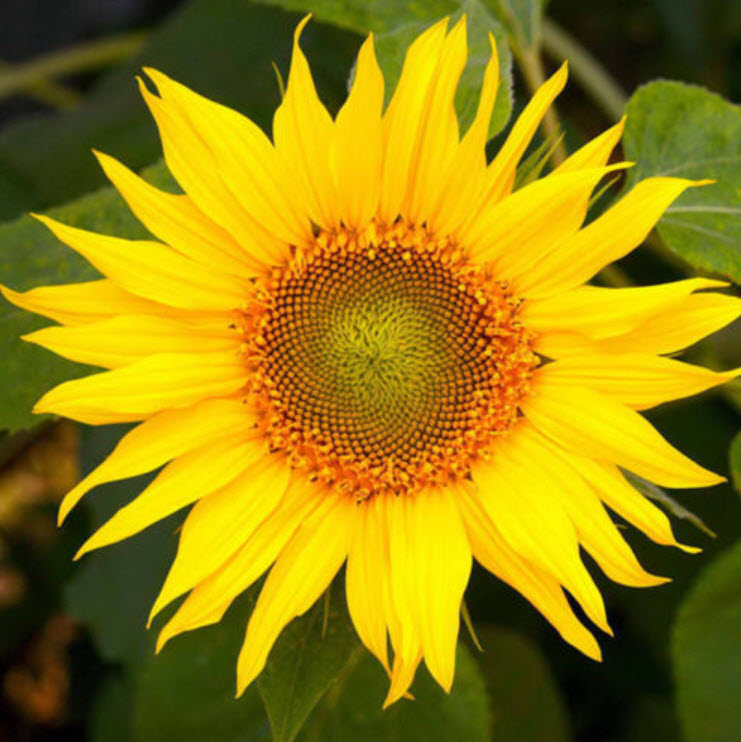 ทานตะวันกินได้ (Edible sunflower) / ซอง 20 เม็ด (A277)