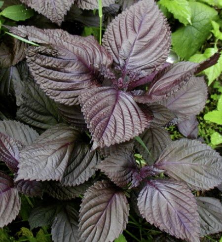 ชิโสะ (Perilla Frutescens / Shiso) แดง / 300 เม็ด (UK)