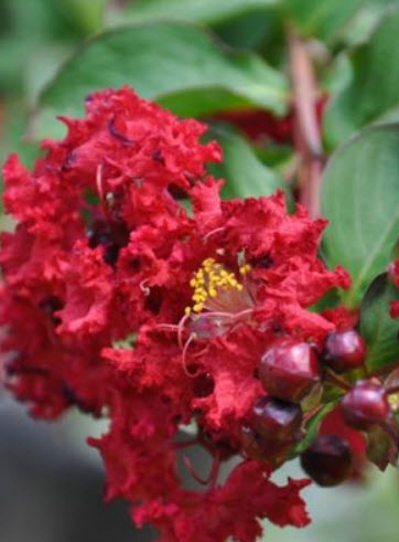 ต้นยี่เข่ง ดอกแดง สูง 50-80 ซ.ม. / ต้น