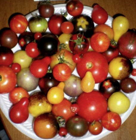 มะเขือเทศเชอรี่ (Cherry Tomato) คละ 37 ชนิด / 100 เม็ด (USA)*