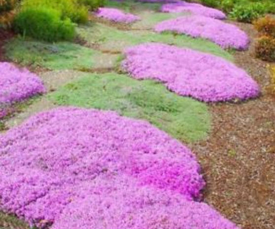 ร็อคคริส (Rock Cress) สีชมพู / 50 เม็ด
