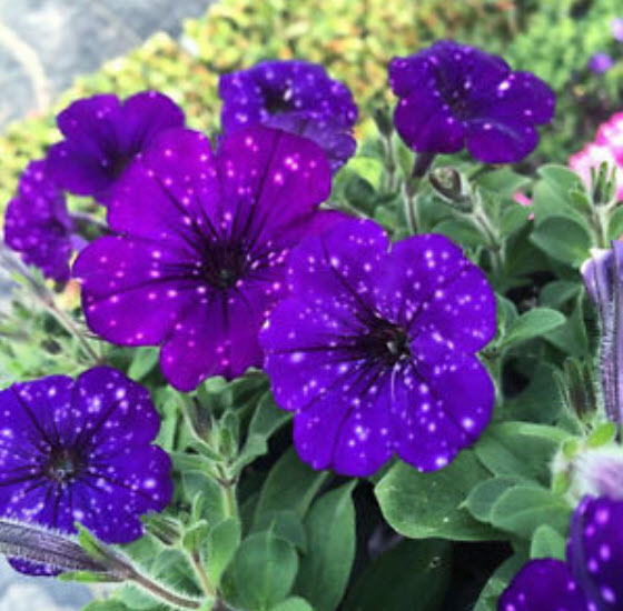 พิทูเนีย บลู สกาย (Blue Sky Petunia) สีน้ำเงิน-ม่วงด่าง / 200 เม็ด (หายาก)