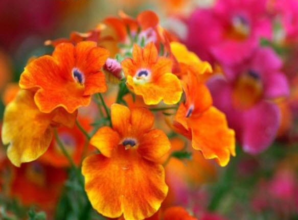 เนมีเซีย คาร์นิวัล (Nemesia Carnival) คละ / 3000 เม็ด (UK)