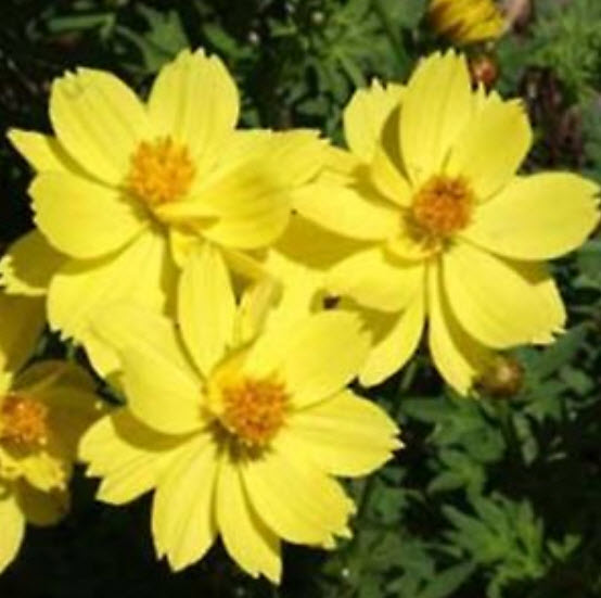 ดาวกระจาย (Cosmos Sulphureus) สีเหลือง / 25 เม็ด (Ukraine)