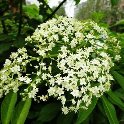 อัลเดอร์เบอรี่ (Elderberry) / 20 เม็ด (นอก)