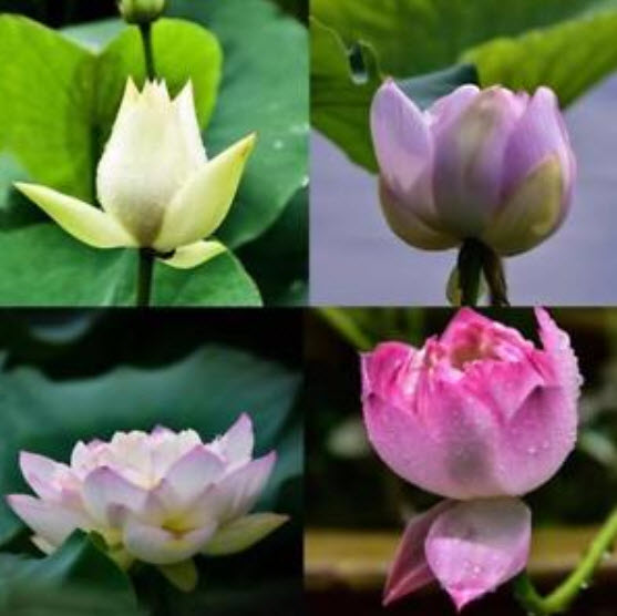 บัวอ่าง (bowl lotus) คละสี / 20 เม็ด (นอก)