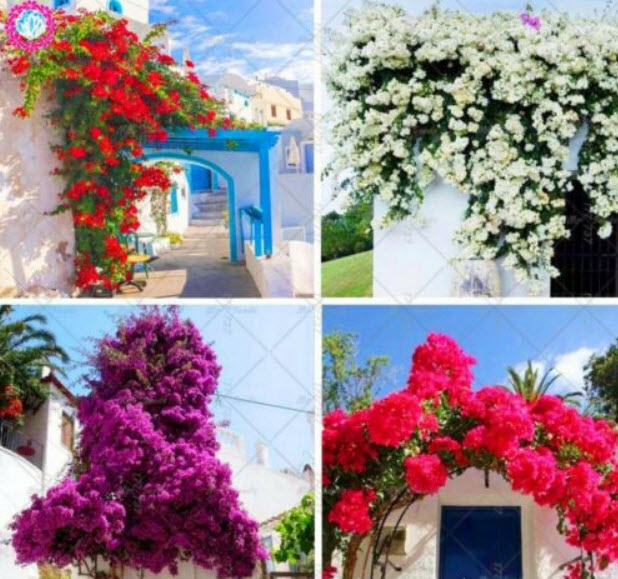 เฟื่องฟ้าเลื้อย (Climbing Bougainvillea) คละสี / 50 เม็ด (นอก)
