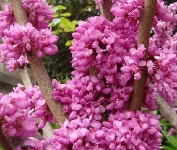 ต้นเรดบัด (Chinese Redbud) อายุต้น 2 ปี+ สูง 70-100 ซ.ม. ต้นไม้นำเข้าจากจีน
