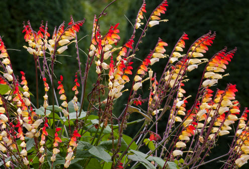 เขี้ยวมณี (Ipomoea Lobata) / 10 เม็ด (France)