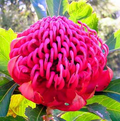 วาราท่าห์ (Waratah) คละสี / 100 เม็ด
