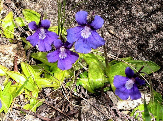 พิงกุย (Pinguicula) ดอกสีม่วง / 5 เม็ด (Spain)