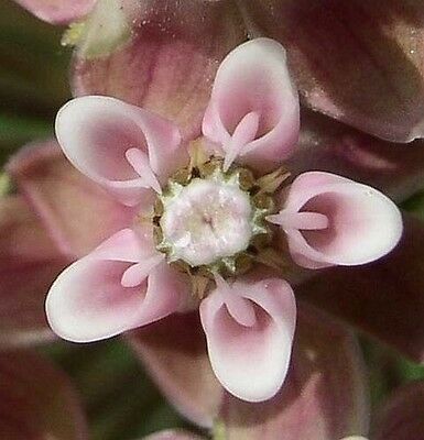 มิลค์หวีด ชมพู (Pink Common Milkweed) / 50 เม็ด (USA)