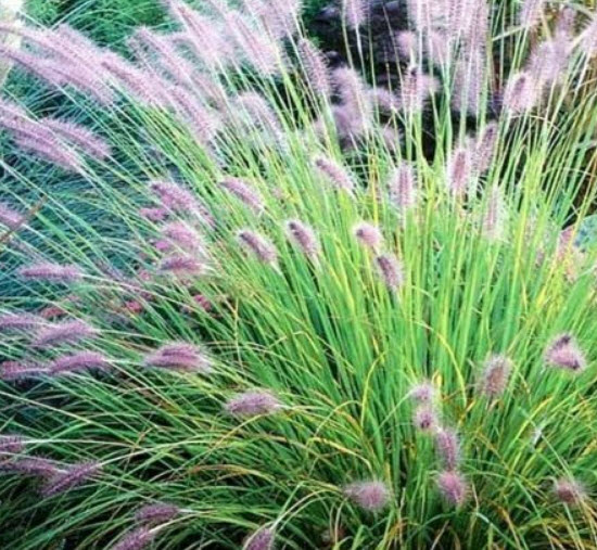 หญ้าน้ำพุจีน (Chinese Fountain Grass) / 100 เม็ด (France)*