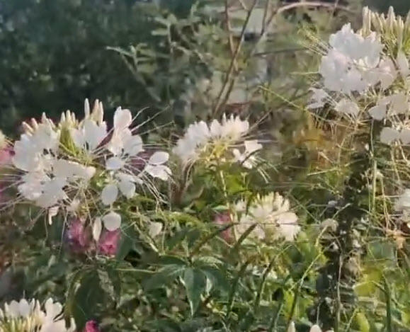 เสี้ยนฝรั่ง (Cleome / Spider flowers) สีขาว / 80 เม็ด (P2S) *