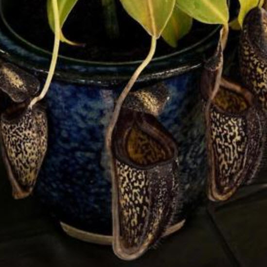 หม้อข้าวฯ อัศวินดำ (Nepenthes - Black Knight) / 50 เม็ด