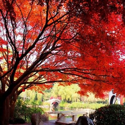 เมเปิ้ลอเมริกัน (American Maple) แดง / 25 เม็ด