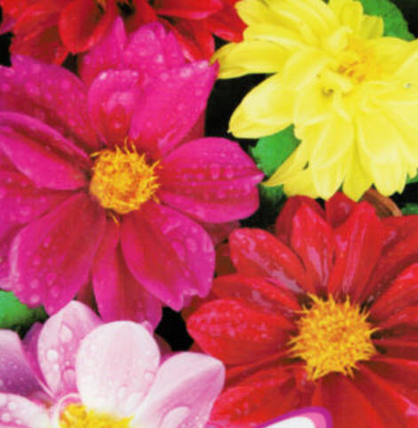 รักเร่ (Dahlia) คละสี / ซอง 50 เม็ด (A030)