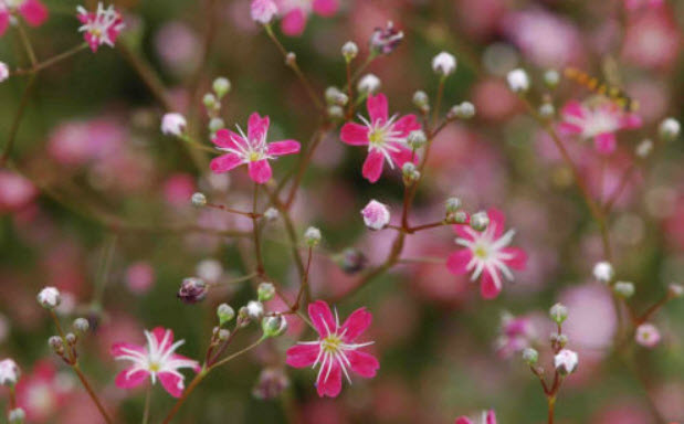 ยิปโซ (Gypso - Baby's Breath) คละ / 2,000 เม็ด (UK)