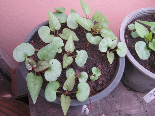 บานเย็นผสม (ขาว-บานเย็น) / 10 เม็ด (ไทย)