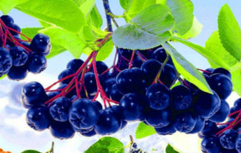 อโรเนีย หรือโช้คเบอรี่ (Aronia Melanocarpa / Chokeberry) / 100 เม็ด (China)