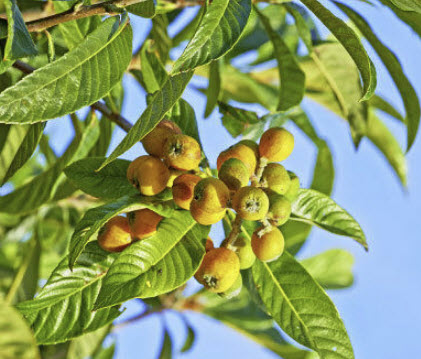 มารูลา (African Marula) หรือต้นช้างเมา / 3 เม็ด (Portugal)