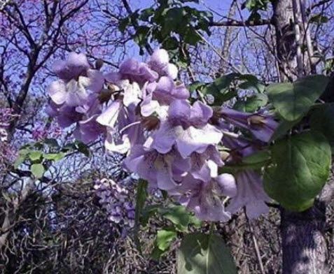 (ขายส่ง) เพาโลเนีย (Paulownia) หรือเจ้าหญิง (Royal Empress) / 2,500 เม็ด (USA)