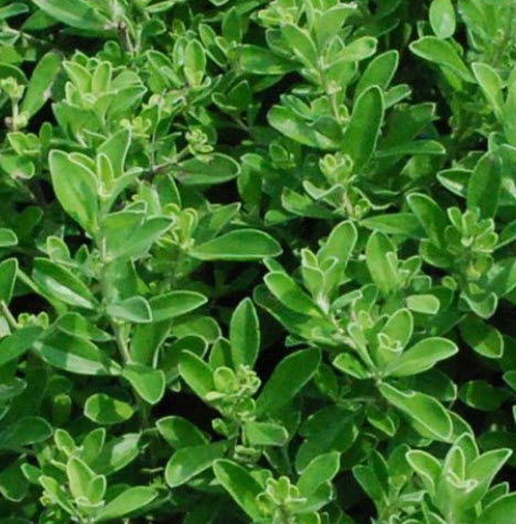 ต้นฟ้าประดิษฐ์ (Ground Morning Glory) ต้นใหญ่ สูง 25-30 ซ.ม. / ต้น